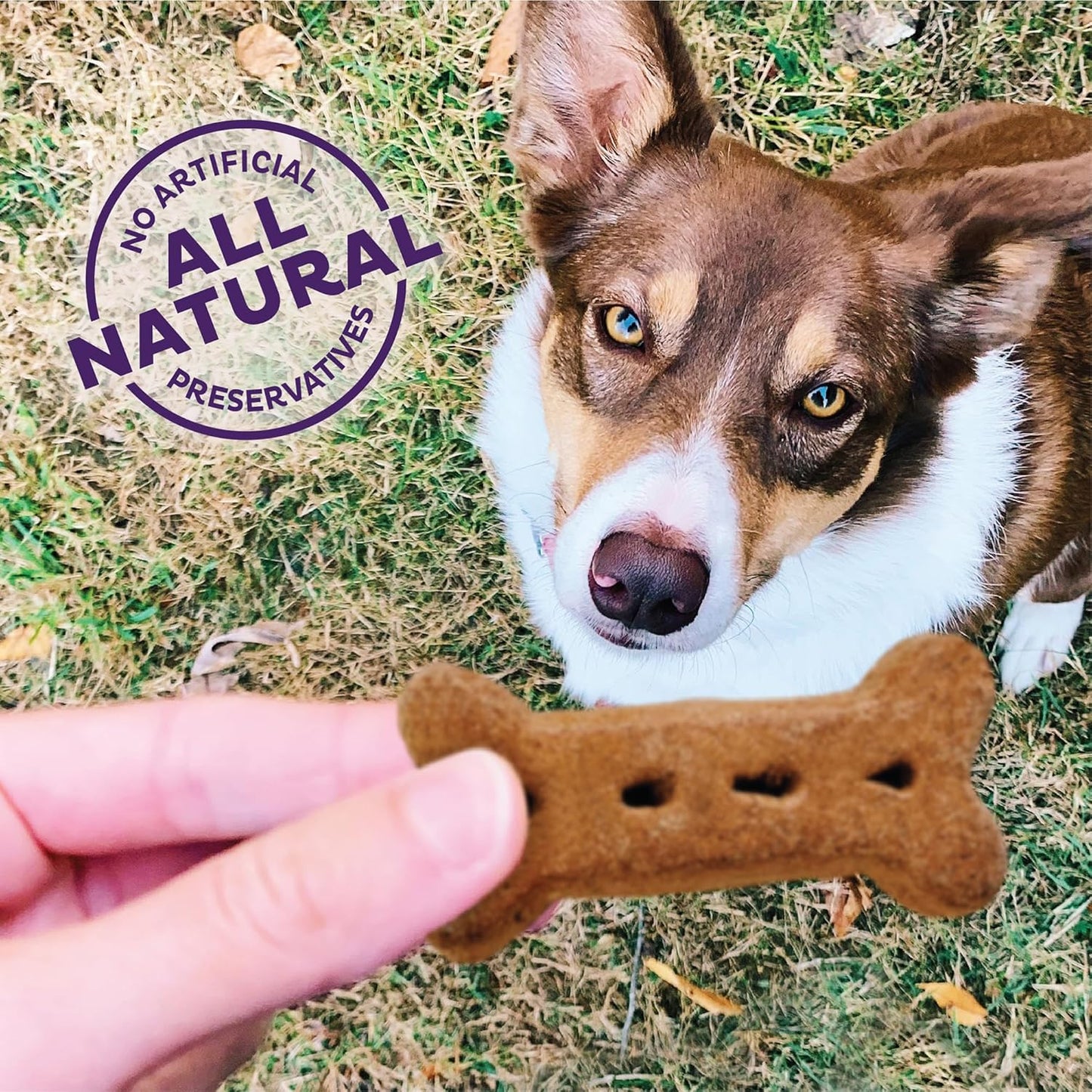 Wellness Original Mix Dog Biscuits, Natural, Training Treats, Four Flavors, Large Size, (20 Pound Box)