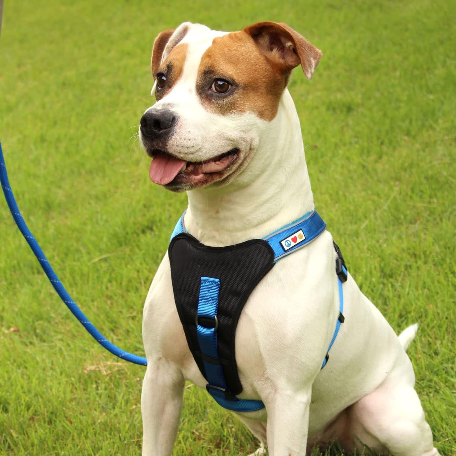 6FT Training Dog Leash Durable Medium Rope Leash for Dogs Premium Quality Heavy Duty Rope Lead Strong and Comfortable - Teal Puppy Leash