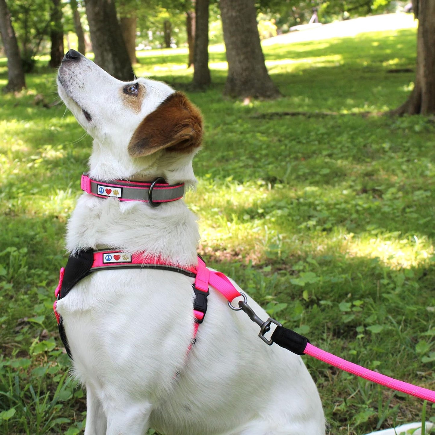 6FT Training Dog Leash Durable Medium Rope Leash for Dogs Premium Quality Heavy Duty Rope Lead Strong and Comfortable - Orange Puppy Leash
