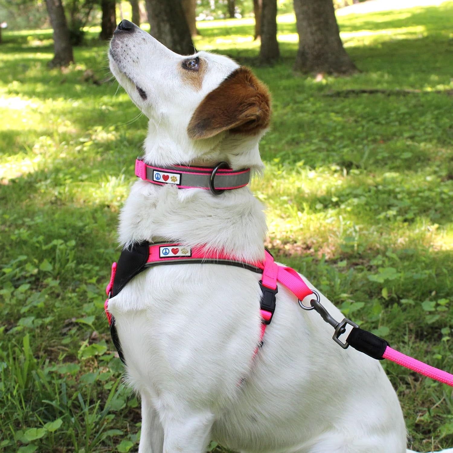 Lumberjack Pad Reflective Pink Neoprene Collar - Medium/Large Puppy Training Collar